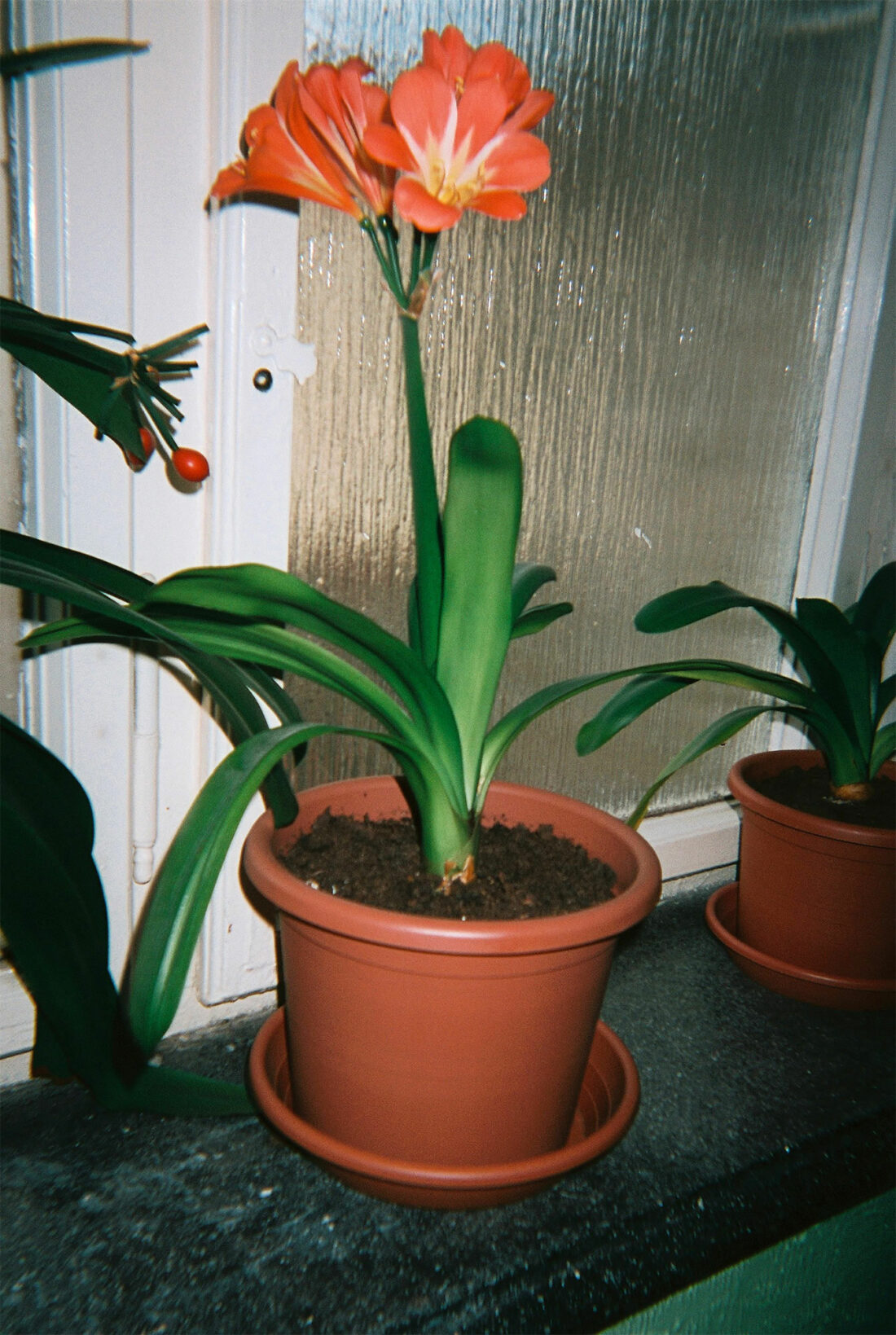 Kinol ReCamera – Recycled Disposable Camera