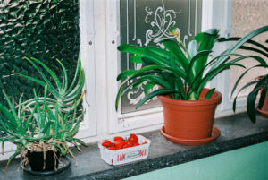Kinol Ertis Analog Film 35 mm - Free Scans
